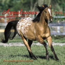 appaloosa_hneda