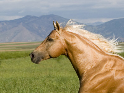 QH